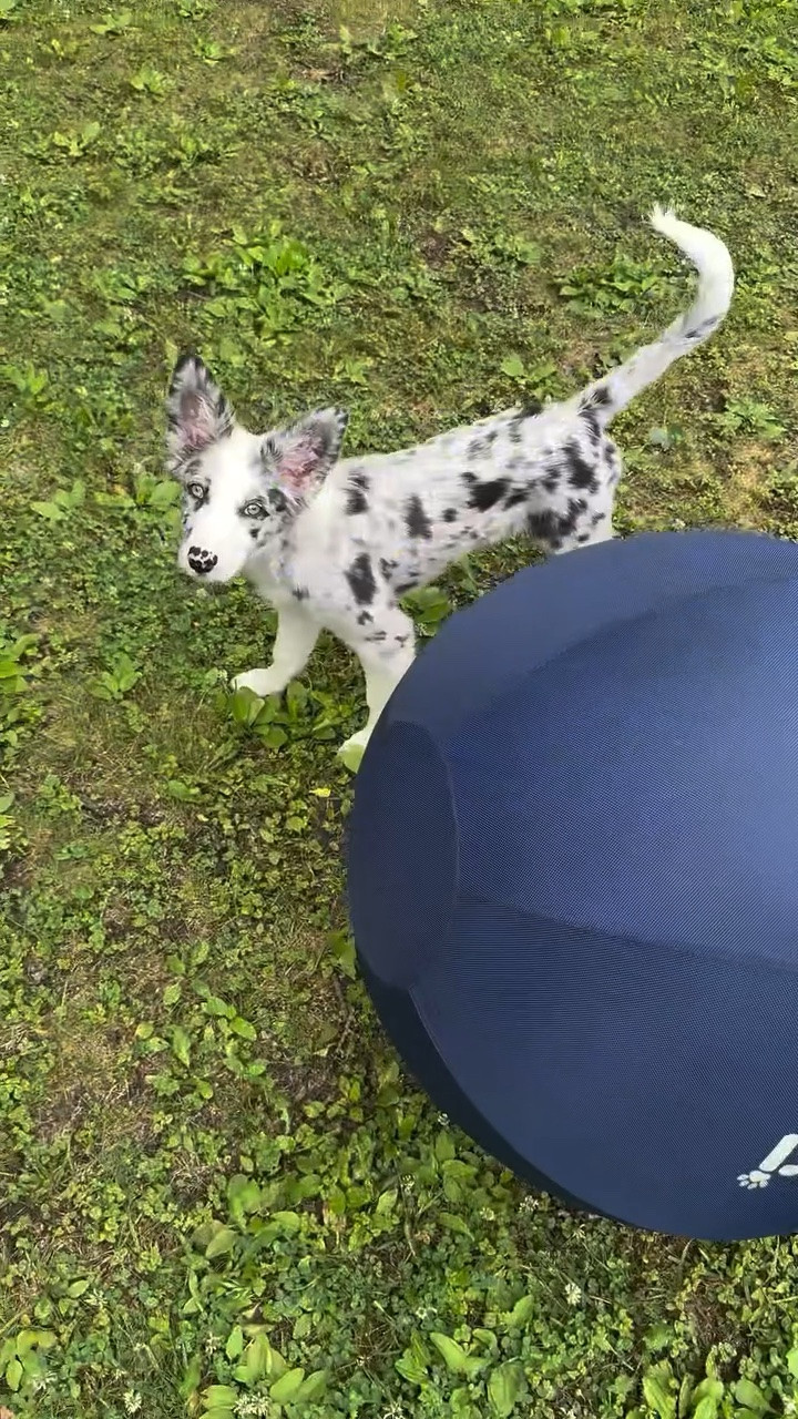 He warmed up to it quick and loves it now! 
#herdingball #herdingdog #aussiemix #puppy