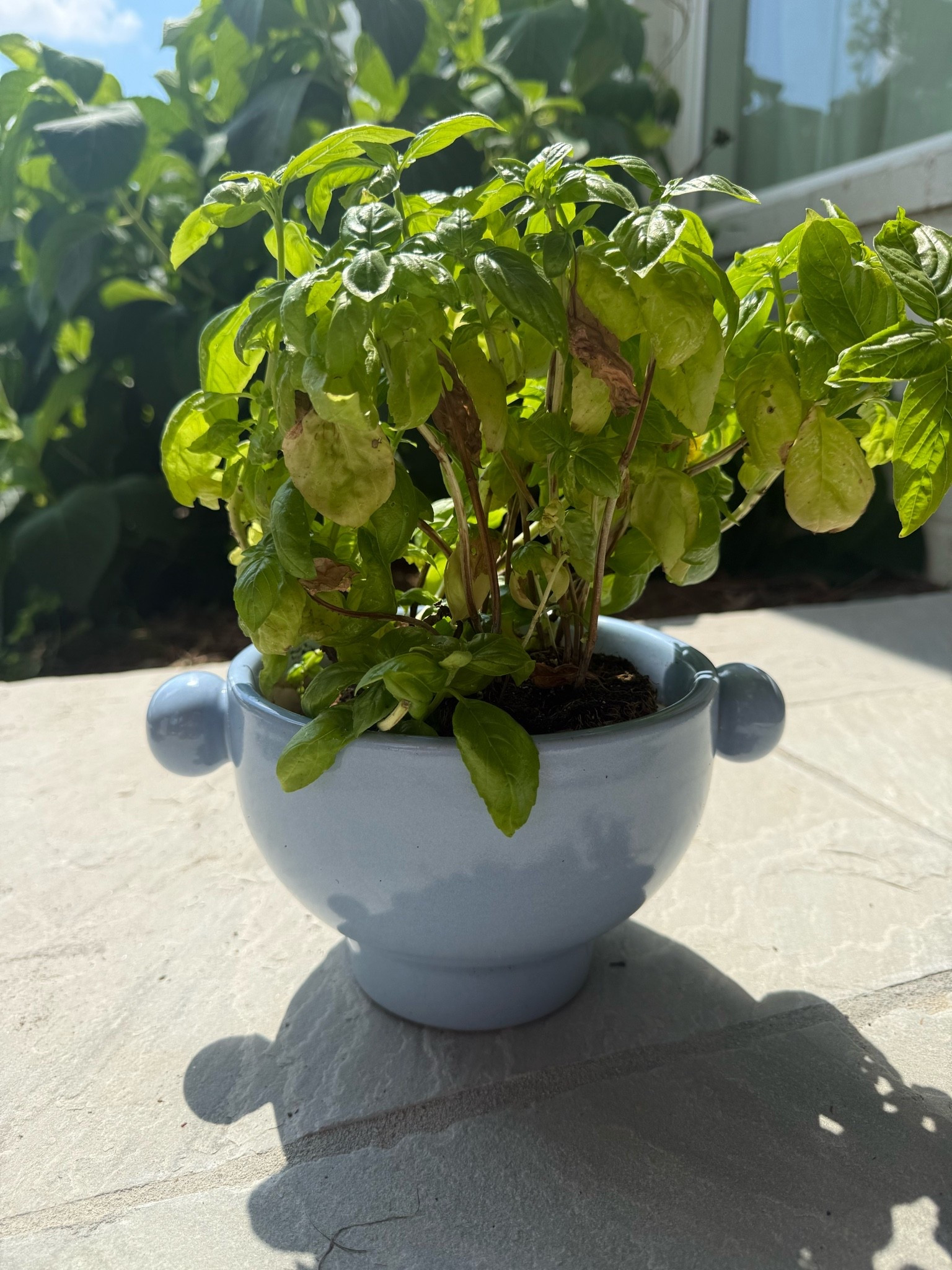 The cutest corn flower blue knobbed planter! Only $7!

#LTKdayinmylife #LTKSeasonal #LTKHome