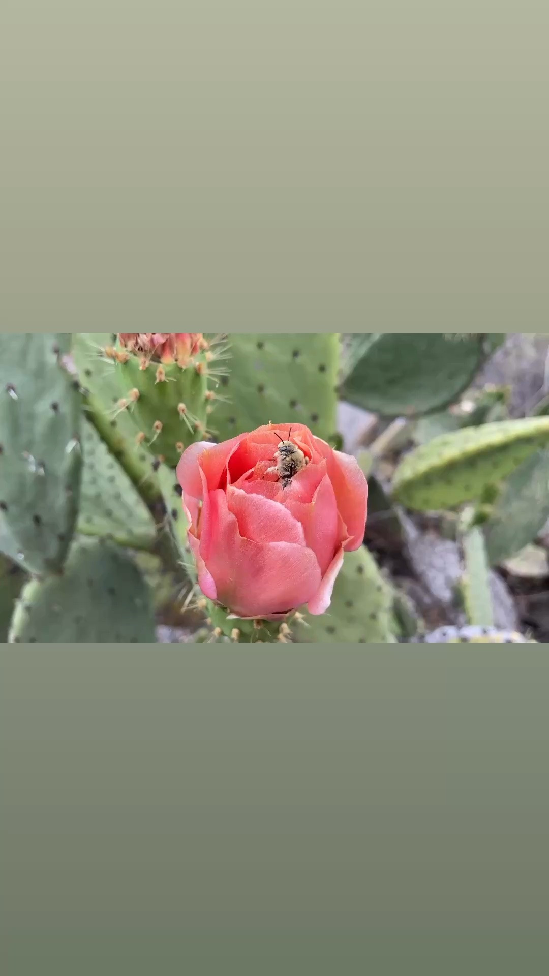 Good morning. 🌵🌸

I came across this quiet little moment from a morning hike many years ago—a beautiful reminder that even in the most rugged places, something soft and unexpected can bloom.

Sharing a few of my favorite hiking and outdoor essentials for peaceful mornings on the trail: comfortable activewear, walking shoes, sun protection, and an easy water bottle. Linked here.

#GoodMorning #MorningHike #HikingStyle #OutdoorStyle #Activewear #WalkingShoes #HikingEssentials #NatureInspired #MorningInspiration #LTKFitness

#LTKActive #LTKdayinmylife #LTKfitnessgoals #LTKActive