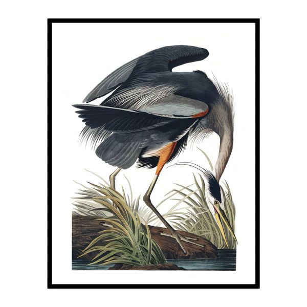 Vintage Old Great Blue Heron | Urban Garden Prints