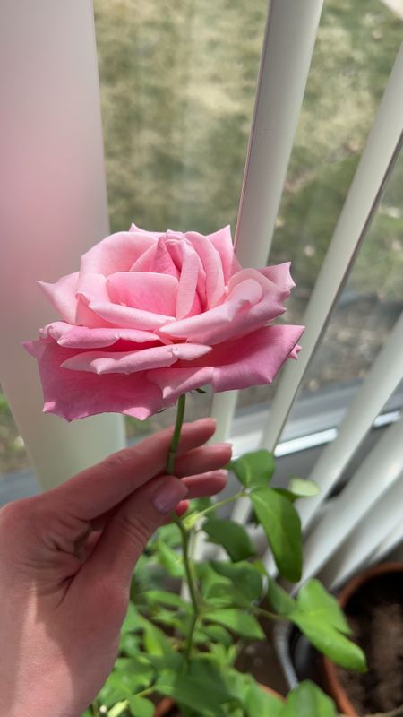 Pink roses 
Mother’s Day gift ideas 
Gift ideas for mom
Gifts for expecting moms 
#LTKGiftGuide #LTKSeasonal 

#LTKhome