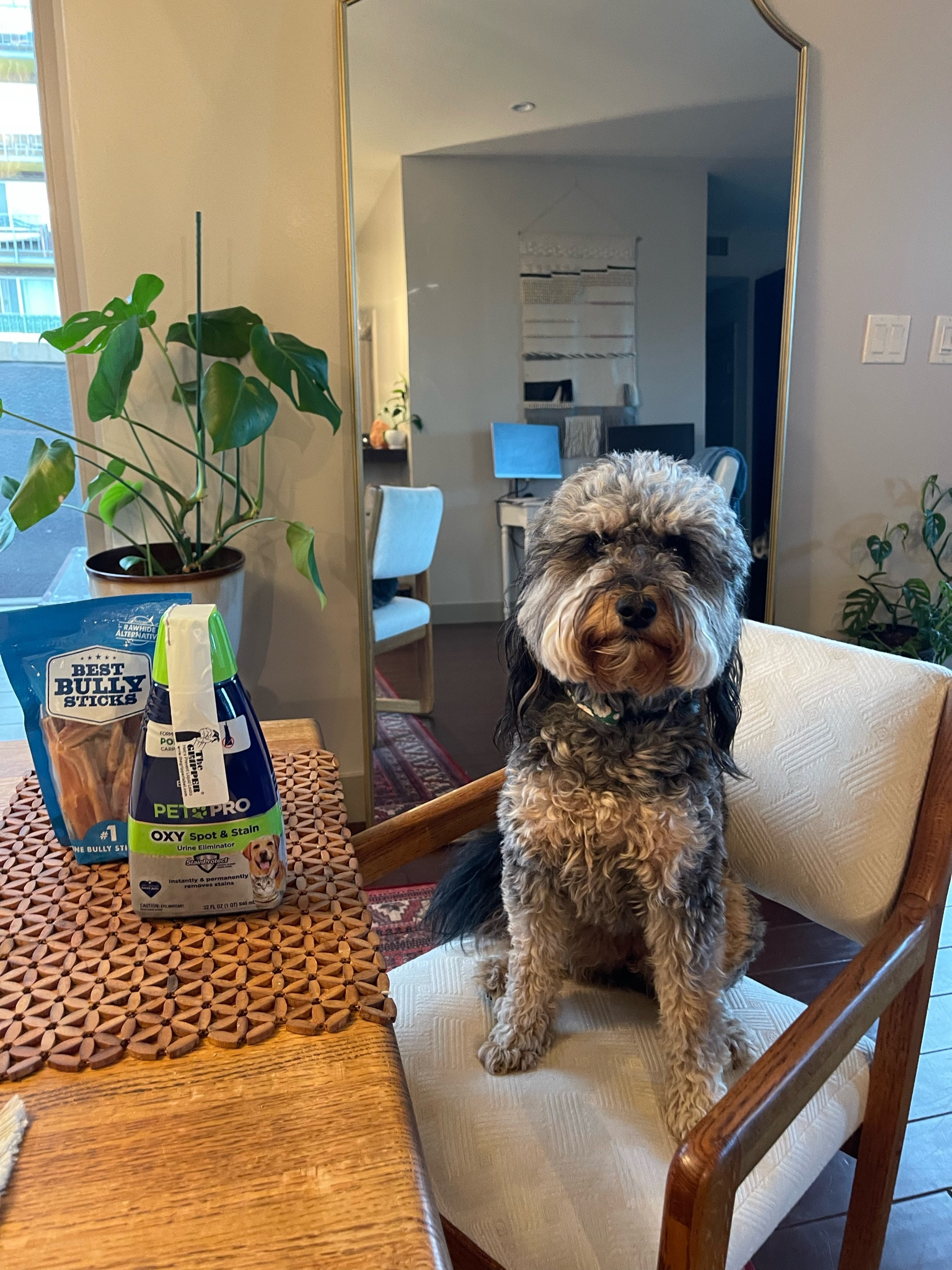 Cookie’s Amazon Haul 🤣 She loves these bully sticks for a fun chew and I bought the bissel pet pro and she has been putting it to work so we bought some more solution for the machine 😅