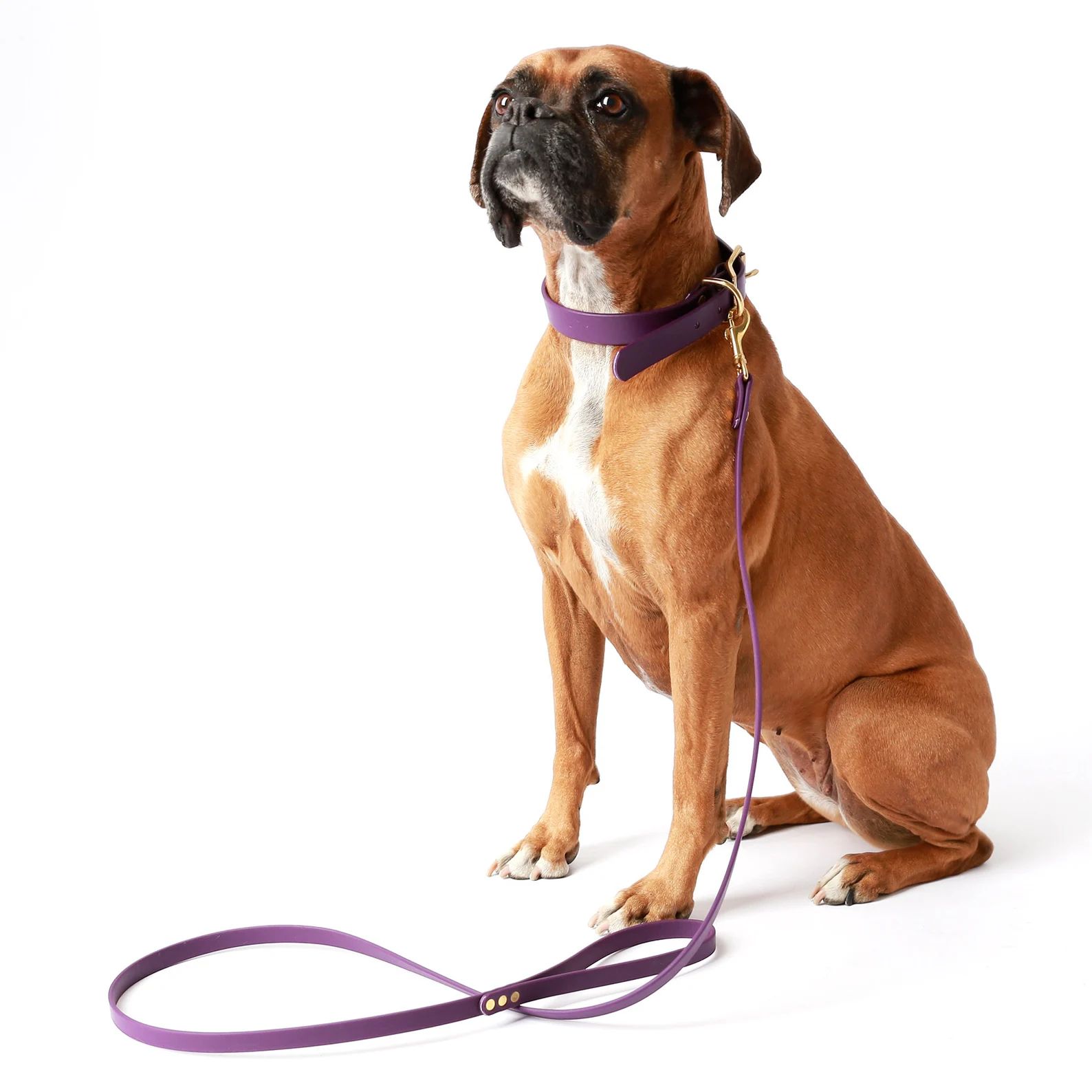 Waterproof Dog Collar W Engraved Riveted NAMEPLATE Stinkproof - Etsy | Etsy (US)