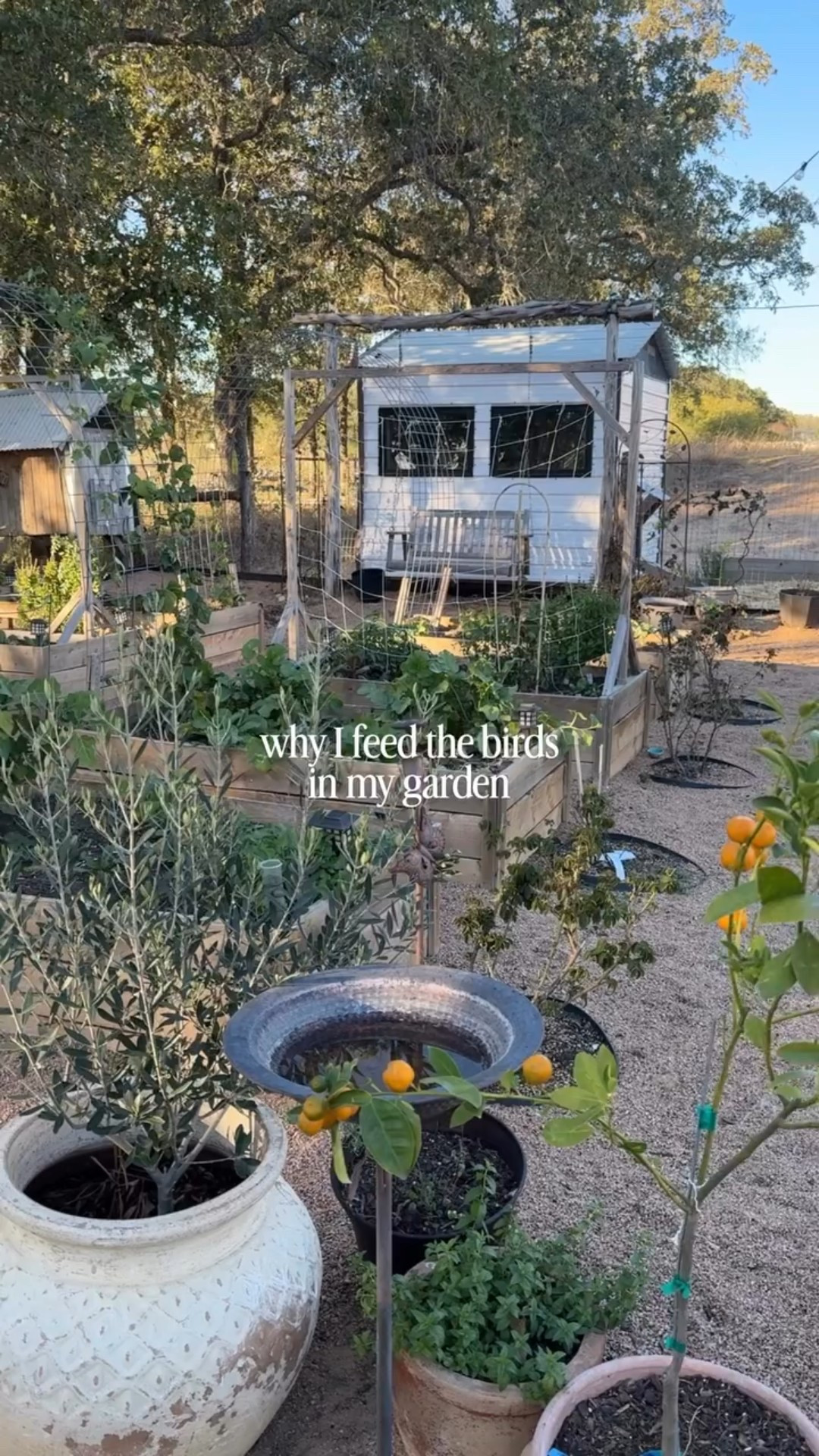 So much of nature relies on the small things we do. ✨ •
Providing food, creating habitat, and showing up for the wildlife right outside our door… it all matters. •
These quiet moments with the birds remind me why I love caring for this garden. 🌿
•
•
#penningtonbirds #gardeninglife #supportwildlife #backyardecosystem #birdlovers #simplejoys

#LTKSeasonal #LTKdayinmylife #LTKmomlife