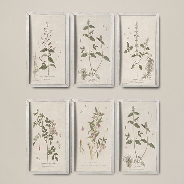 Rustic Framed Botanical Print Set of 6 | Antique Farm House