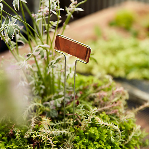 Copper Plant Markers, Horizontal | Terrain