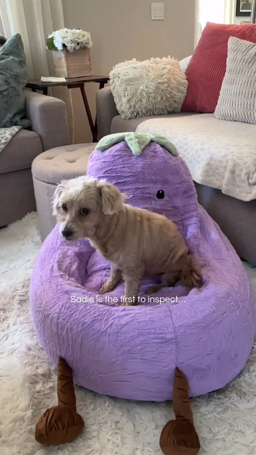 Unbox my new pomegranate bean bag chair. My fur babies already love it.

#LTKdayinmylife #LTKHome