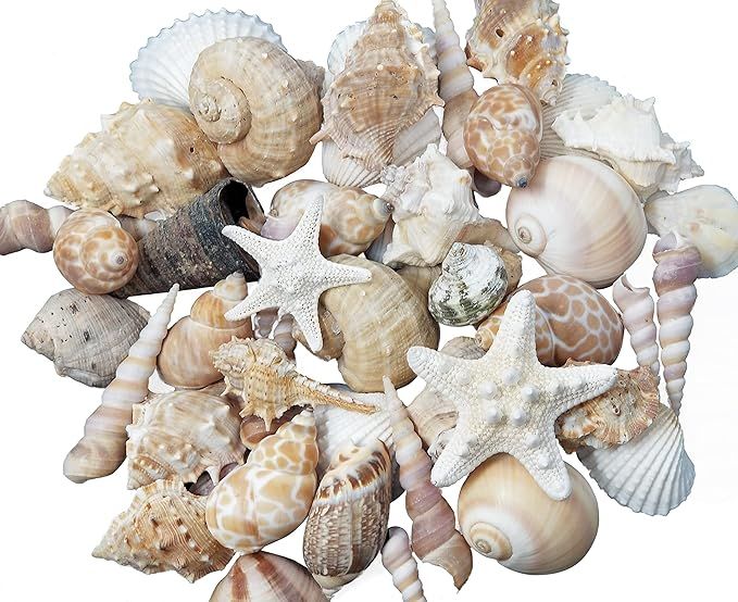 Medium Sized Shells in a Delightful Mix of Whites, Tans and Pinks | 1 Pound | Perfect for Crafts,... | Amazon (US)