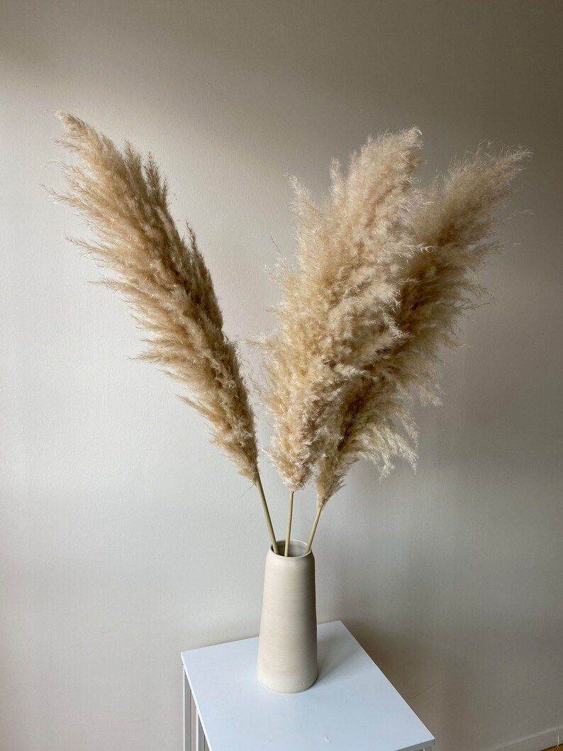 The fluffiest PAMPAS GRASS 3 pcs Natural Large 46 Ready | Etsy | Etsy (US)