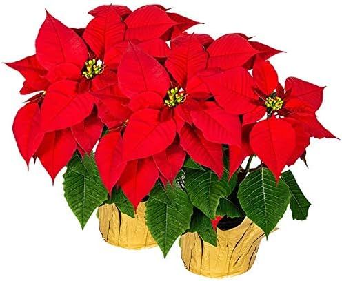 Creative Displays Large Premier Silk Poinsettia Plant Christmas Decorations, Amazingly Lifelike &... | Amazon (US)