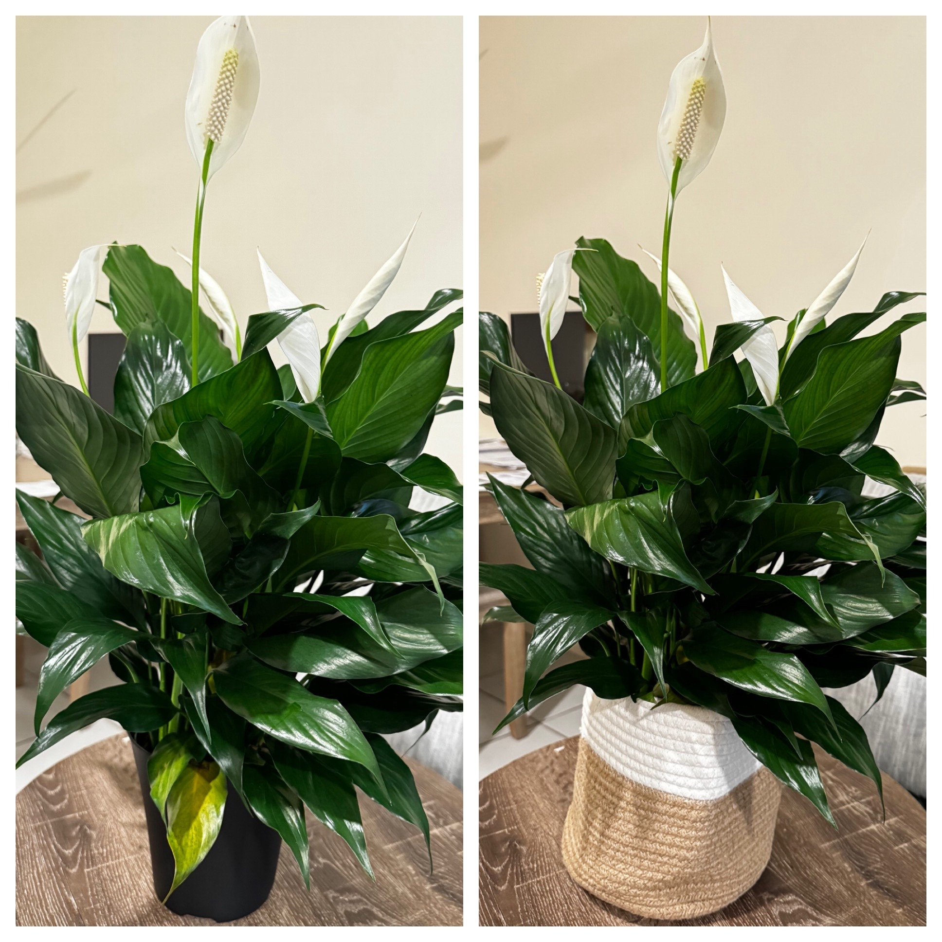 Plant basket 

#LTKHome