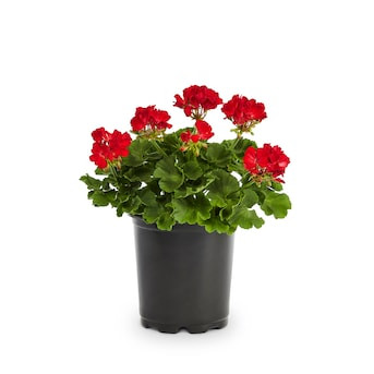 Lowe's Multicolor Geranium in 2.5 Quart(s) Pot | Lowe's
