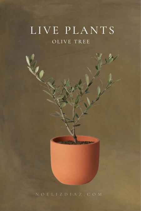 Get yourself a live olive tree! 

#LTKfindsunder50 #LTKGiftGuide #LTKhome
