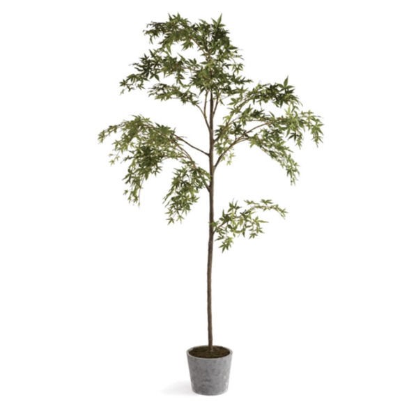 Maple Tree In Pot 84" | Scout & Nimble