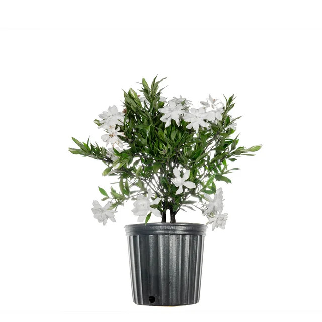 1 Gal. Frost Proof Gardenia - Fragrant White Blooms - Perfect Dwarf Accent for Any Landscape | Walmart (US)