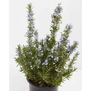 LIVELY ROOT 1 Gal. Tuscan Blue Rosemary Plant (Rosmarinus Officinalis) Plant in Grower Pot LRBLRM... | The Home Depot