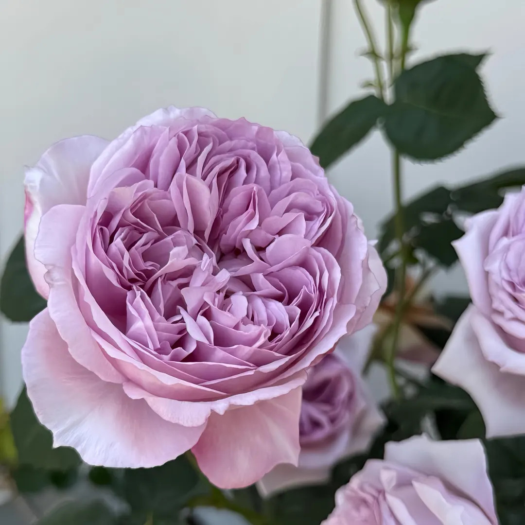 Karen rose. 卡伦. Own root rose plant. | Etsy (US)