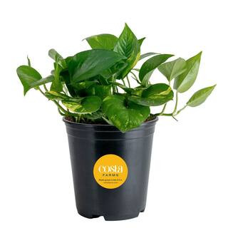 Golden Pothos Indoor Plant in 6 in. Grower Pot, Avg. Shipping Height 1-2 ft. Tall | The Home Depot