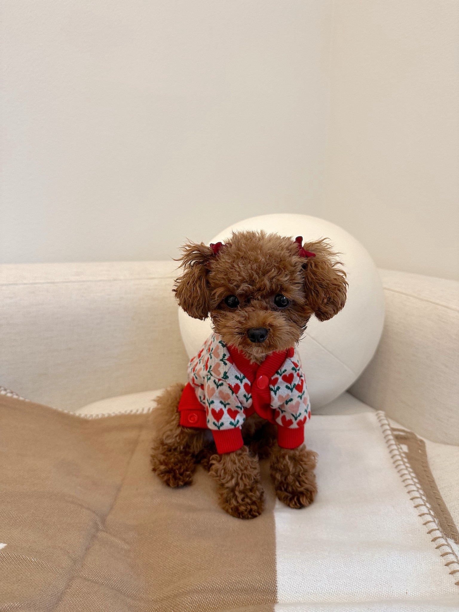For your tiny pup #cardigan ♥️

#LTKootd #LTKdayinmylife #LTKPetite