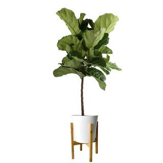 Costa Farms Fiddle Leaf Fig Standard Plant in 10 in. White Cylinder Pot and Stand CO.FL11.3.CYL | The Home Depot