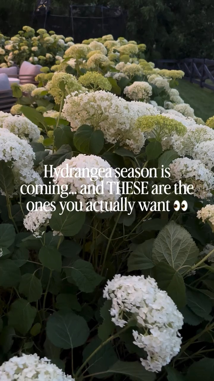 If you want that full, dreamy, magazine-worthy yard without overthinking it—this is it.

These are the kind of plants that make everything look intentional, polished, and honestly… expensive.

We added ours and it completely changed the feel of our home.

Save this for planting season. We planted them a few feet apart so they would overlap. 

Comment HYDRANGEA and I’ll send you the exact ones we planted 🤍