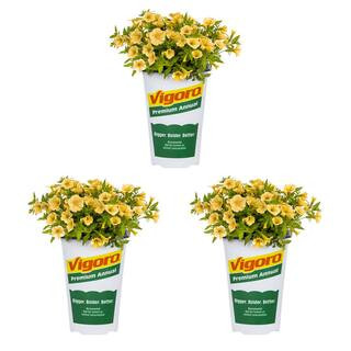 2.55 qt. Yellow Bee's Knees Petunia Annual Plant in Grower Pot | The Home Depot