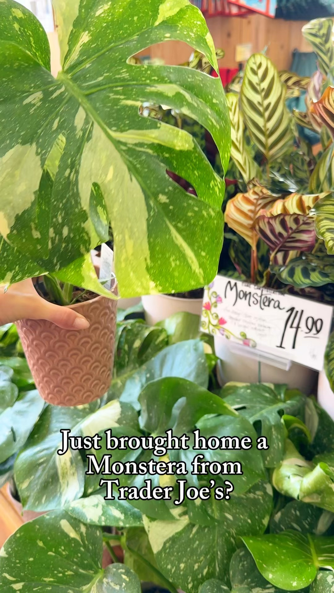 This Thai Constellation is a STEAL from Trader Joe’s!  But before adding it to your collection, a few simple steps can give it the best chance to thrive and help keep pests away.

A little extra care when you bring a new plant home can make a big difference. 💚

Comment “NEED” for links to my plant-care essentials and my Dr. Bronner’s pest-deterring recipe.

Thai Constellation care | Trader Joe’s plants | Monstera care | new plant care | houseplant pest prevention

#ThaiConstellation #MonsteraThaiConstellation #TraderJoesPlants #MonsteraCare #HouseplantTips

#LTKmomlife #LTKHome #LTKOver40