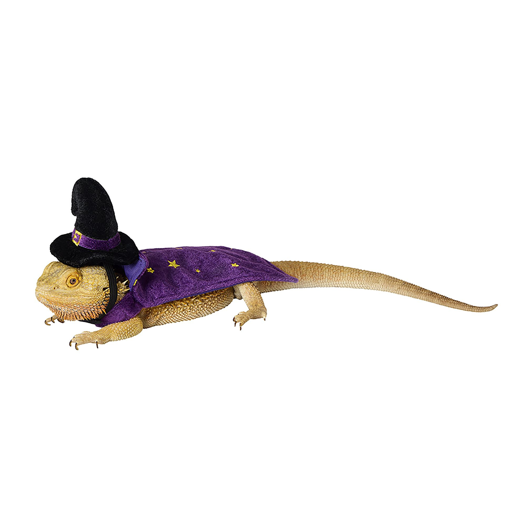 Thrills & Chills® Wizard Reptile Costume | PetSmart