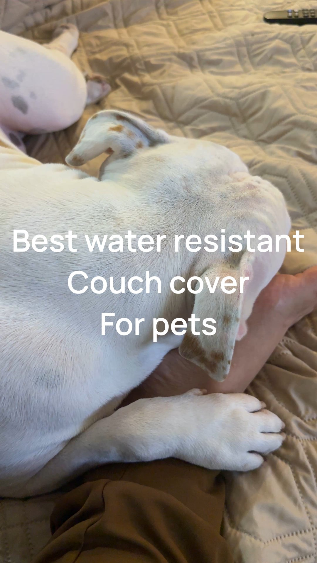 Waterproof Dog Bed Cover Pet Blanket for Furniture Bed Couch Sofa Reversible from Amazon 

I have one on my couch and one on my bed, so it’s perfect whenever I’m winding down from a day of crazy activity with my little puppy boy right here and he just loves it. We’ve been using these for about three years now. There’s no wear & tear even after washing and drying in a machine nearly weekly for the past three years! 

This product comes in over six colors and sizes

#LTKdayinmylife #LTKmomlife #LTKHome