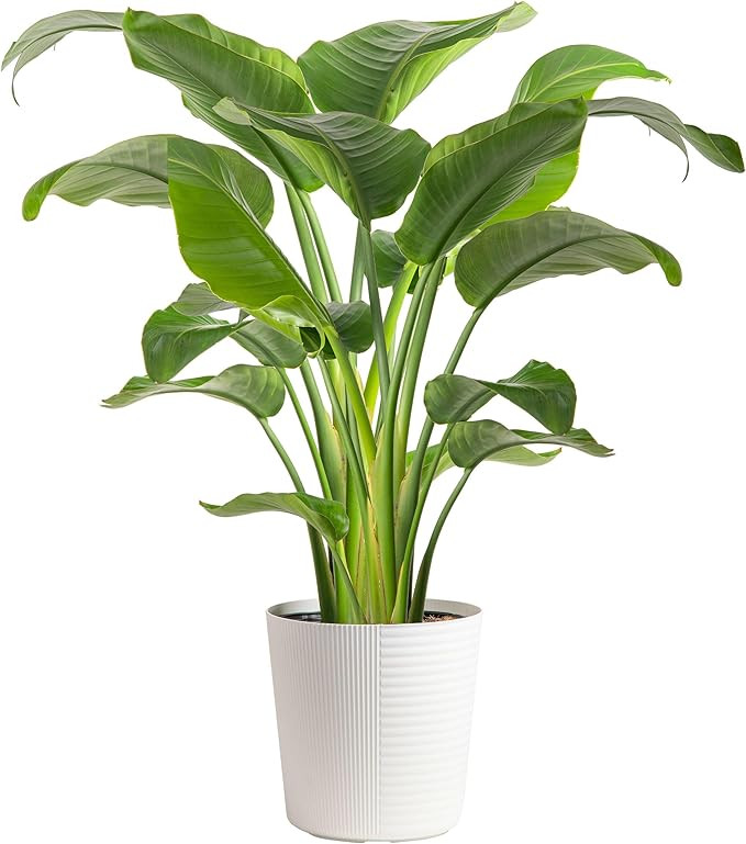 Costa Farms White Bird of Paradise, Strelitzia nicolai, Live Indoor Plant in Décor Planter Pot, ... | Amazon (US)