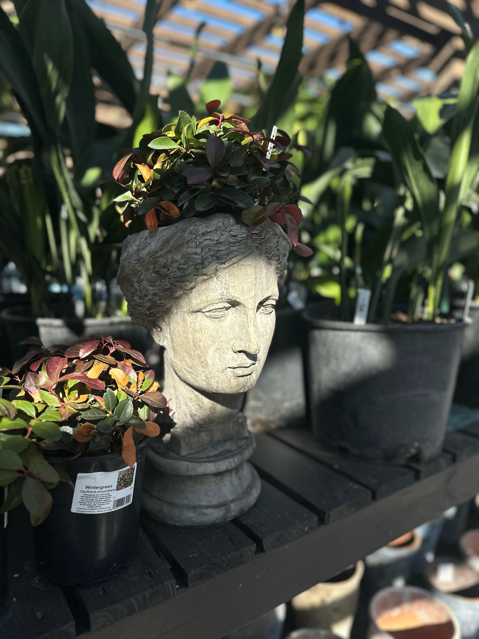 Cement bust planters are so fun for the season. I’ve rounded up some affordable options to join in on this trend 

#LTKhome #LTKfindsunder50