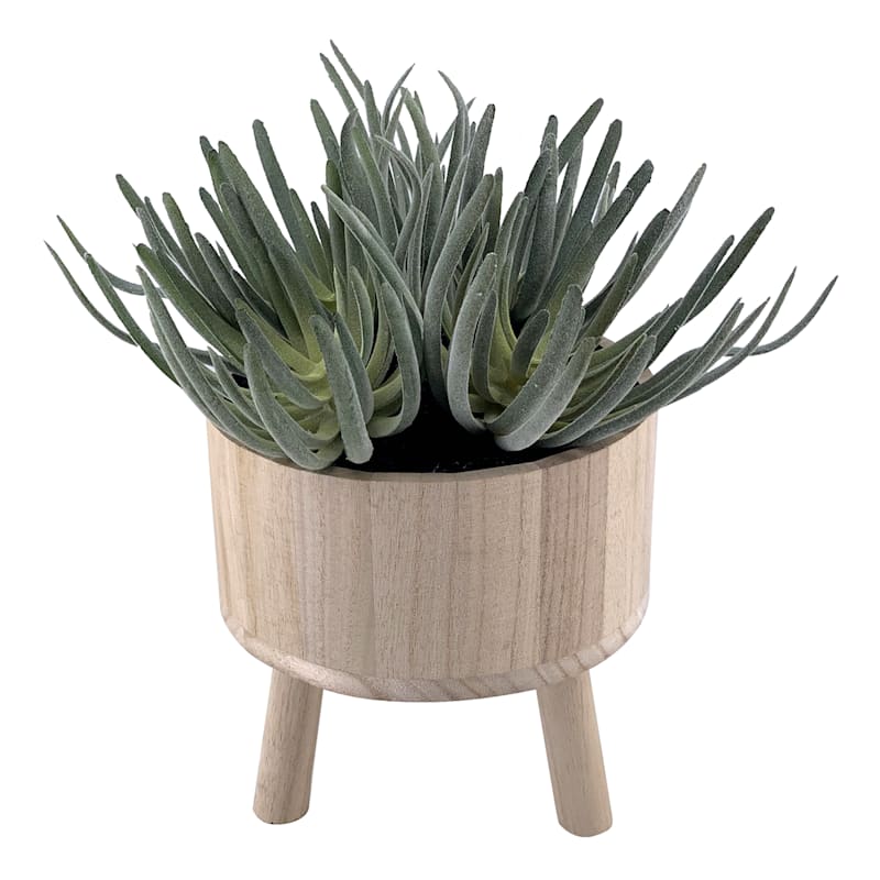 Succulents in Footed Pot, 10.6" | At Home