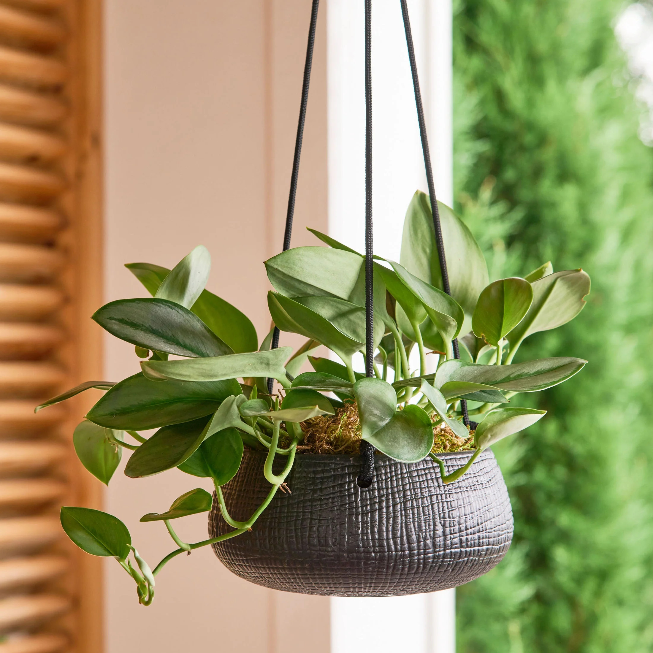 Better Homes & Gardens 8in Black Ceramic Tiffany Hanging Planter - Walmart.com | Walmart (US)