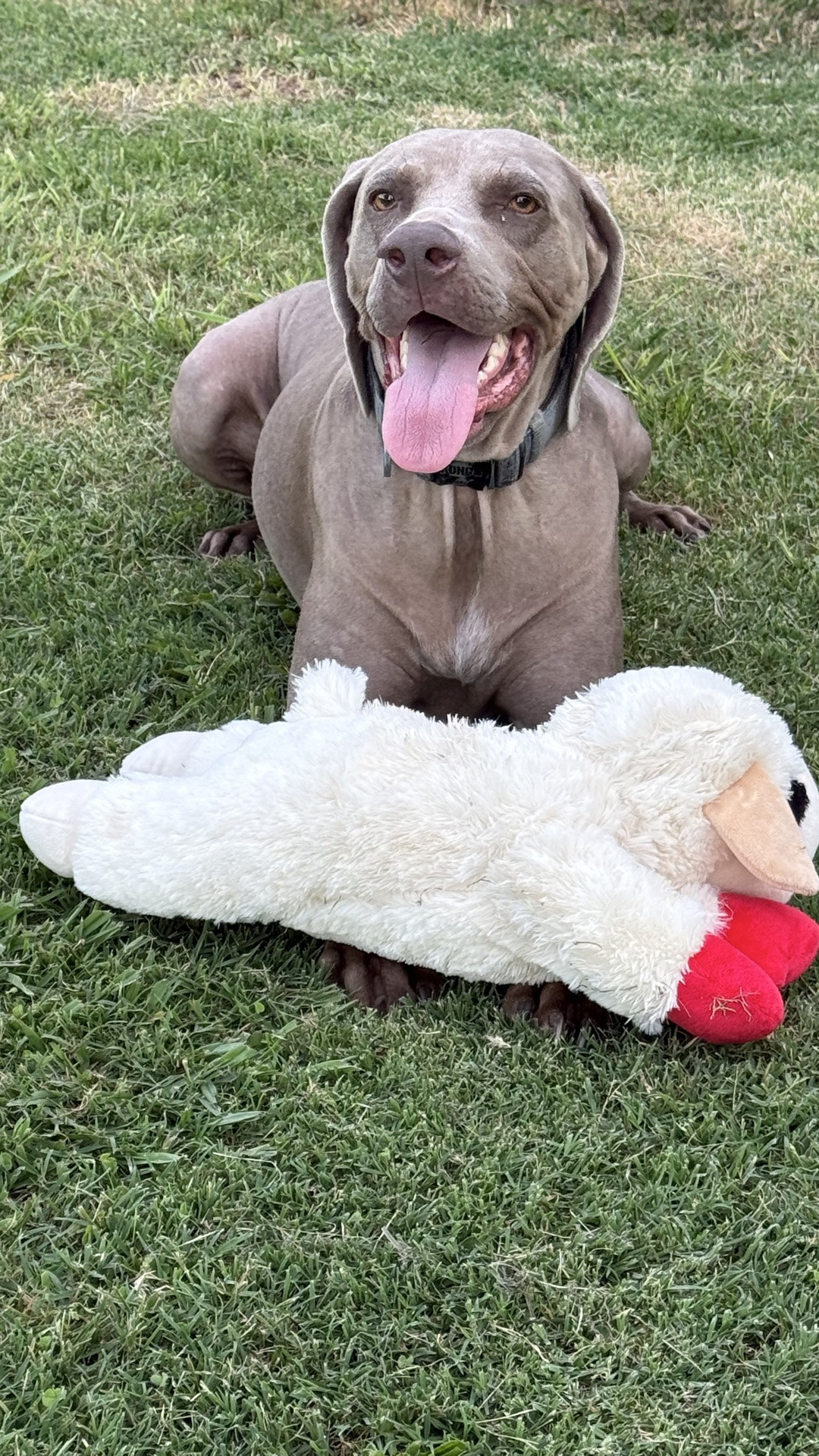 My Weimaraner loves his lamb chop dog toy! I got it for him yesterday! Available at @Walmart and at @Chewy, it’s a must have dog toy for every pup on your list! Here he is playing it with it (and running laps with it!) last night ❤️

#LTKdayinmylife #LTKstorytime #LTKHome