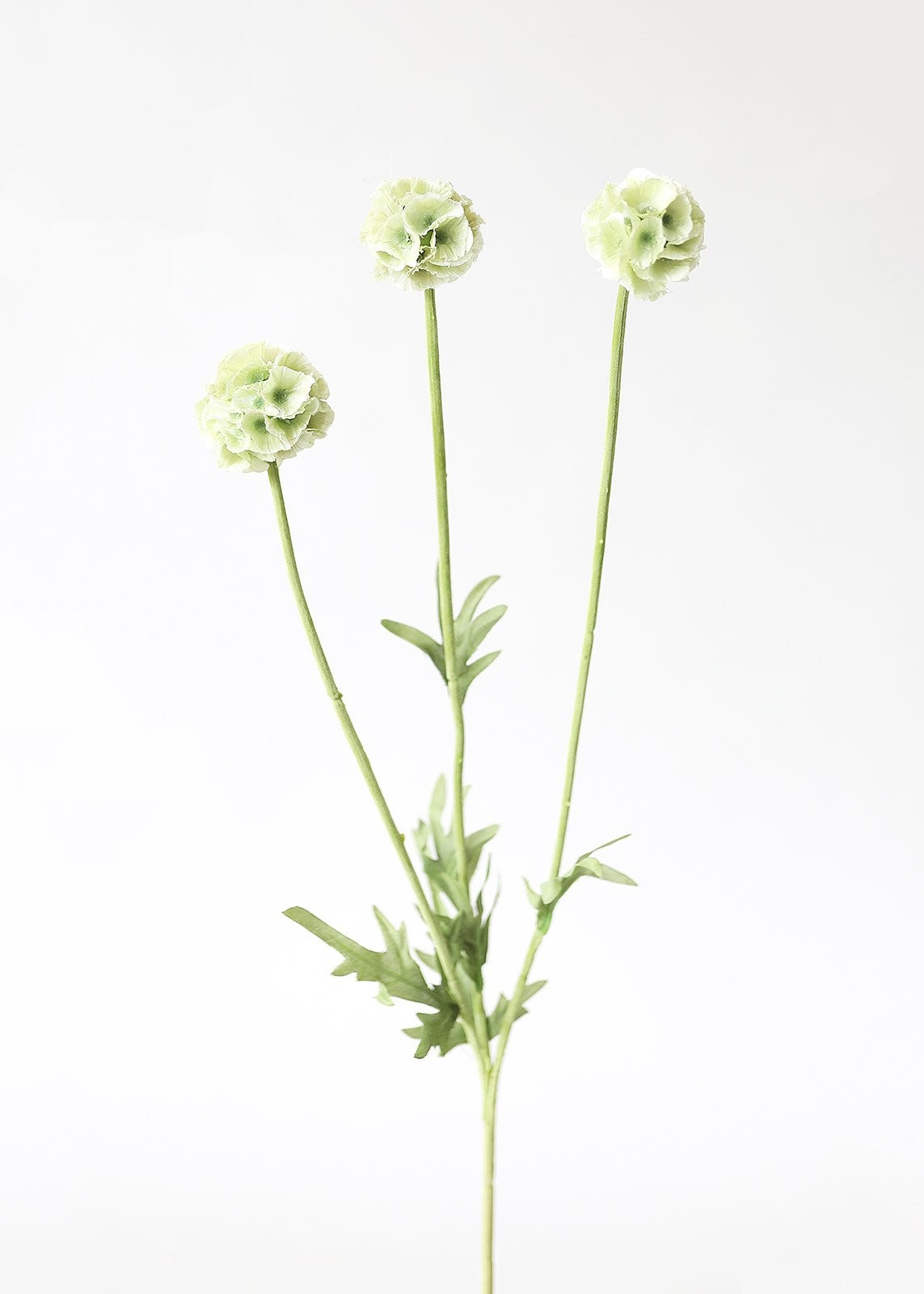 Light Green Artificial Scabiosa Flowers - 24" | Afloral (US)