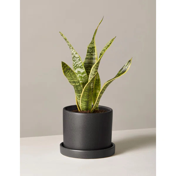Snake Plant in Pot | Wayfair North America