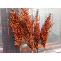 Pampas Grass/Terracotta Colored/1 | One Stem/Dry Reeds/Dried Flowers/Dried Pampas Grass/Wedding Deco | Etsy (US)