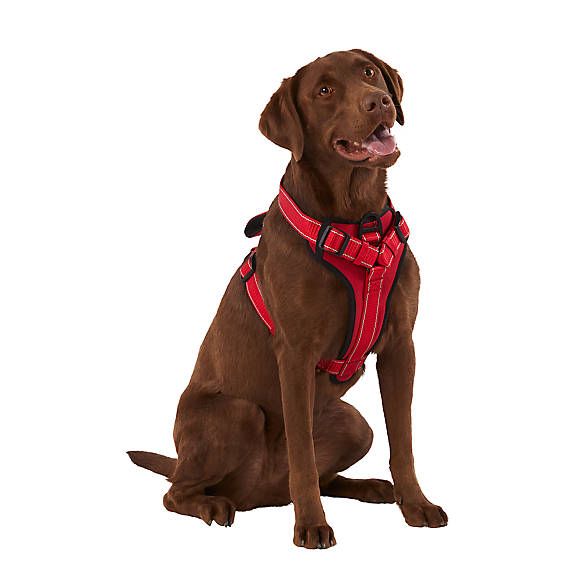KONG® MAX Neoprene Padded Dog Harness | PetSmart