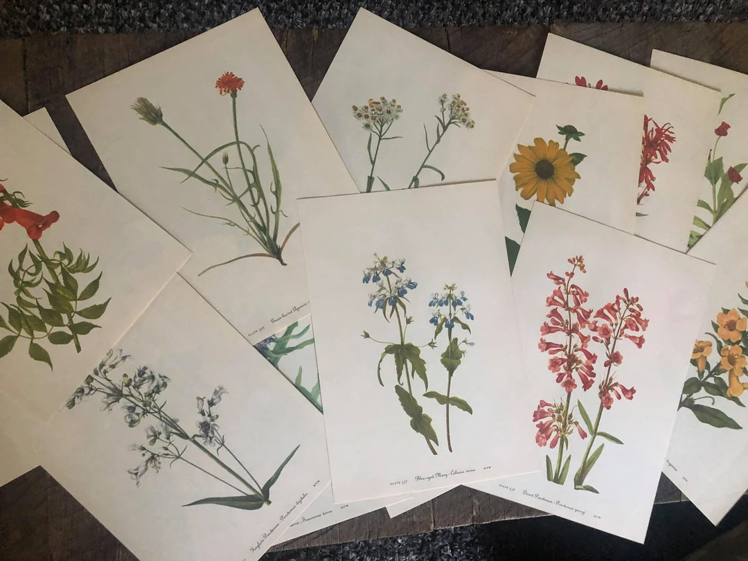 Assortment of 13 Botanical Pages, Vintage Double Sided, Wildflower Ephemera - Etsy | Etsy (US)