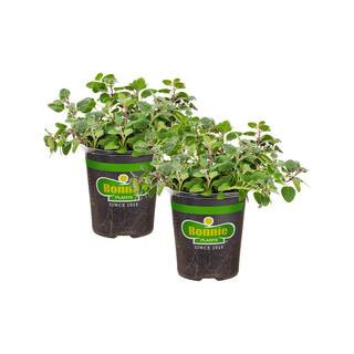 19 oz. Greek Oregano Herb Plant (2-Pack) | The Home Depot