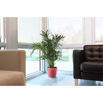 Cat Palm in 1.75-Gallon (s) Pot | Lowe's