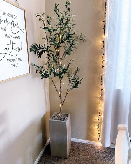 🪴The perfect planter to make your olive tree taller. I used a box that I put inside the planter, an old towel to fill it up and keep the tree in place and moss to cover the towel. My olive tree was 5 feet tall, now it’s 6. 




#homefinds #amazon #amazonhome #hacks #amazonmusthaves #amazoninfluencer #amazonfind #amazonshopping #planter #homehacks #homedecor #olivetree #concreteplanter #indoorplantsdecor #indoorplanters #homedecoration #hometips #homehack #indoorplants #indoorplant #fauxplants #plantlife #plantlover 

#liketkit #LTKfindsunder50 #LTKhome #LTKstyletip
@shop.ltk
https://liketk.it/4rgSz

#LTKVideo #LTKHome #LTKStyleTip