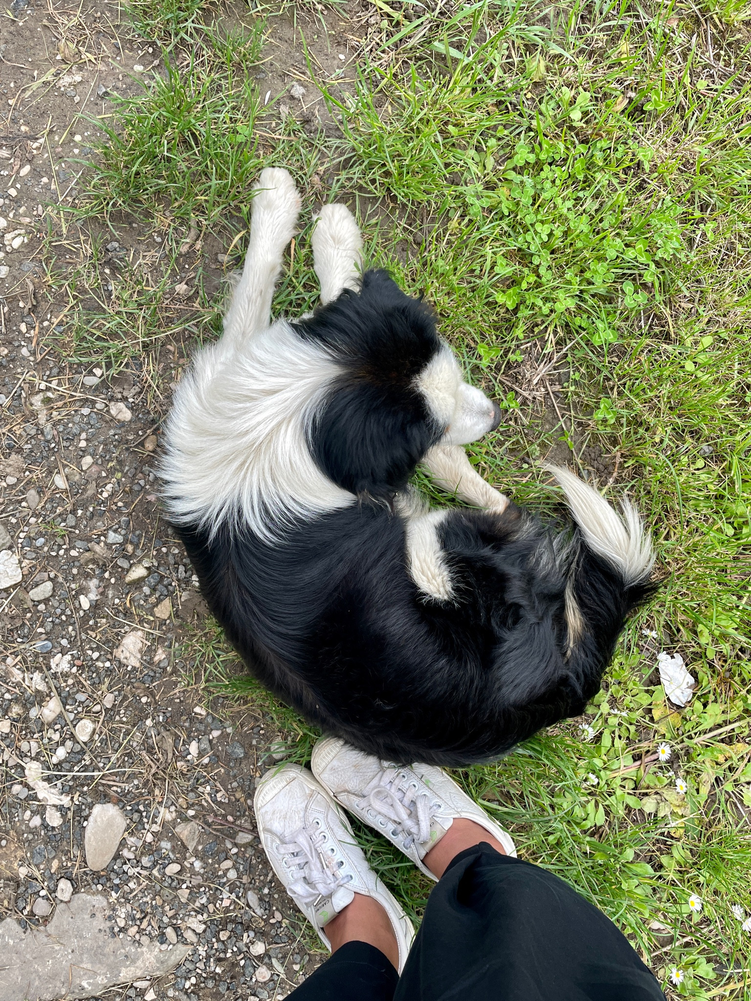 The white sneakers that have been walking with me for the past 2 years as a full time traveler… linking both the leather ones and the canva ones ;) BOTH amazing and so comfortable!

#LTKFind #LTKstyletip #LTKtravel