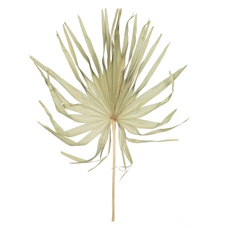 Natural Botanicals 32-40" Natural Dried Palm Leaf Uncut- 12 stem/ polybag. Dried and preserved. (... | Wayfair North America