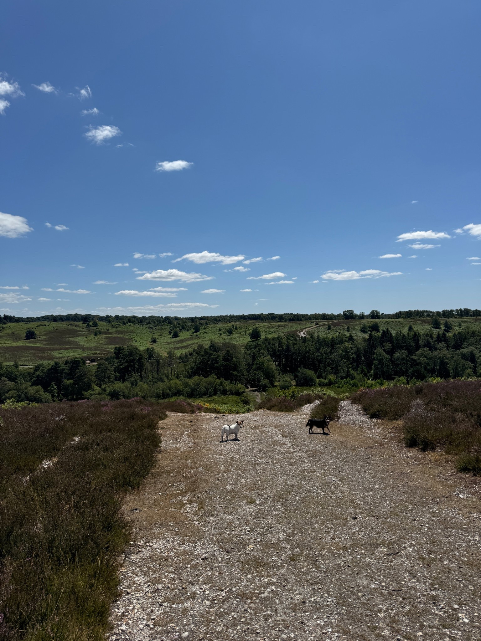 Dog walking outfit 9/7/25 