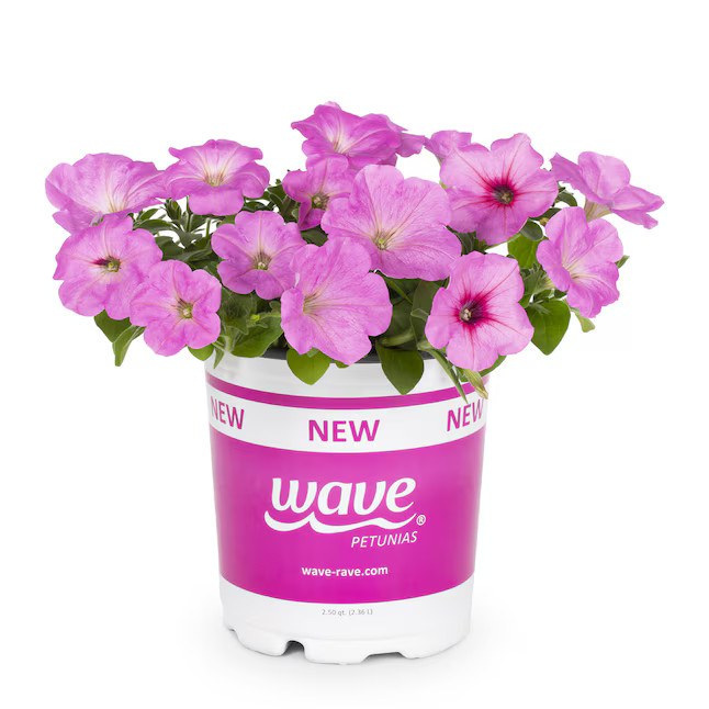 Lowe's New Wave Petunia in 2.5-Quart | Lowe's