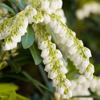 2 Gal. Mountain Snow Pieris, Evergreen Shrub, Clusters of Small Bell-shaped White Blooms | The Home Depot