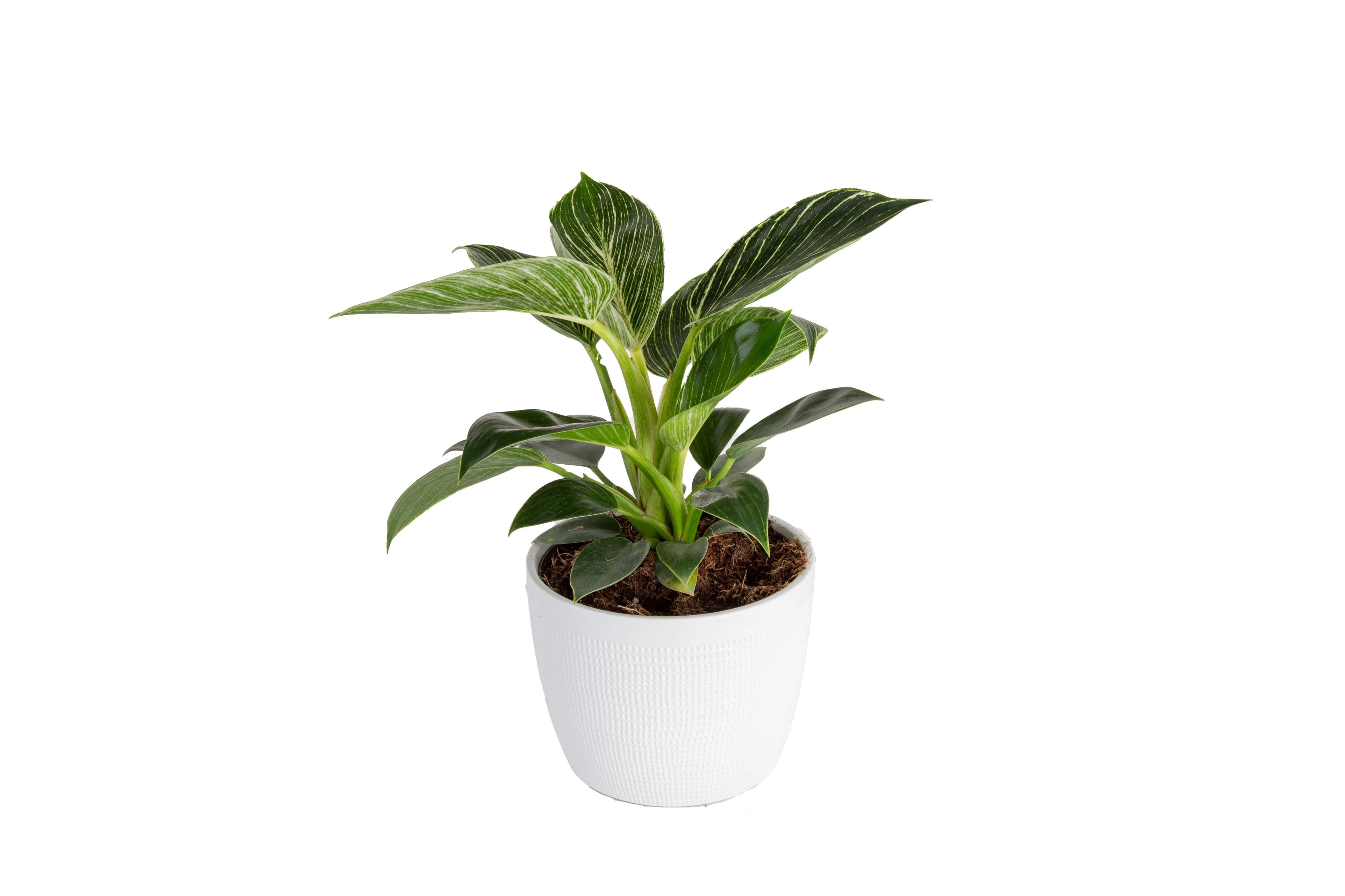 Costa Farms Plants with Benefits Live Indoor 6in. Philodendron Birkin Plant in Decor Pot | Walmart (US)