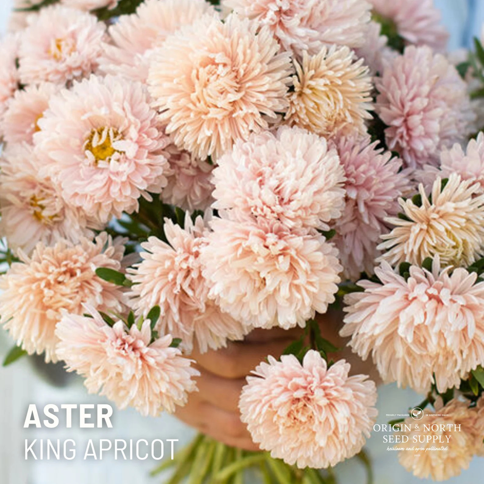 25 King Apricot China Aster Seeds, Heirloom Flower Seeds - Etsy | Etsy (US)