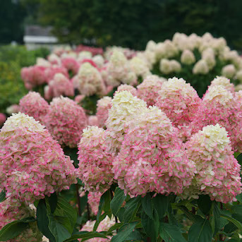 Proven Winners 1 -Gallon Limelight Prime Panicle Hydrangea (Paniculata) Flowering Shrub with Mult... | Lowe's